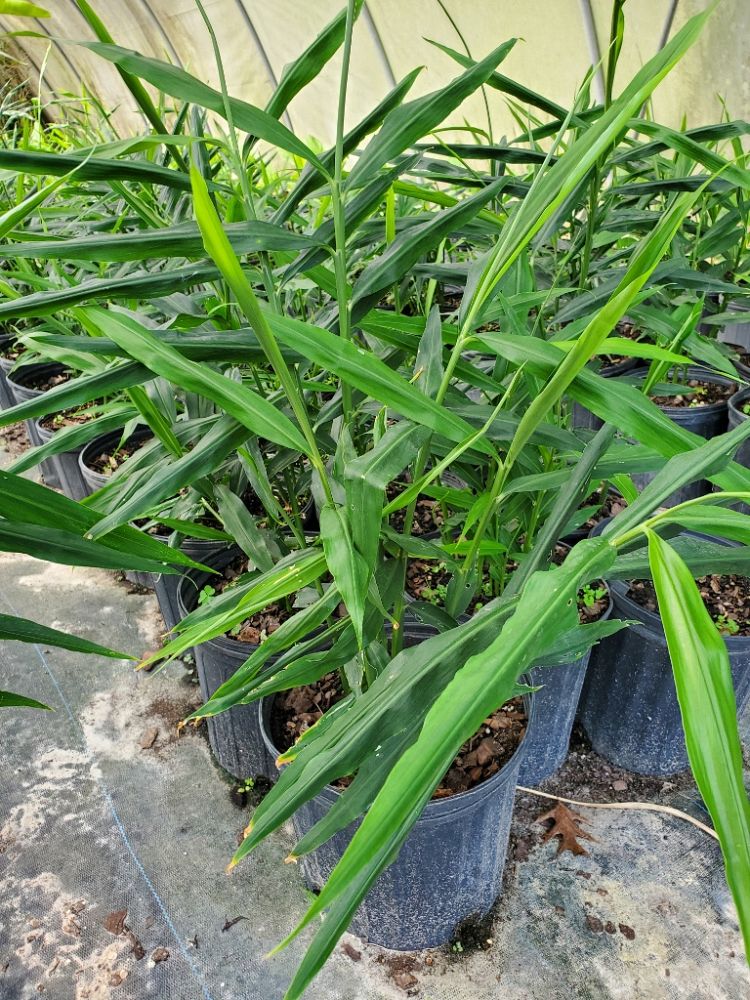 zingiber-officinale-common-edible-ginger