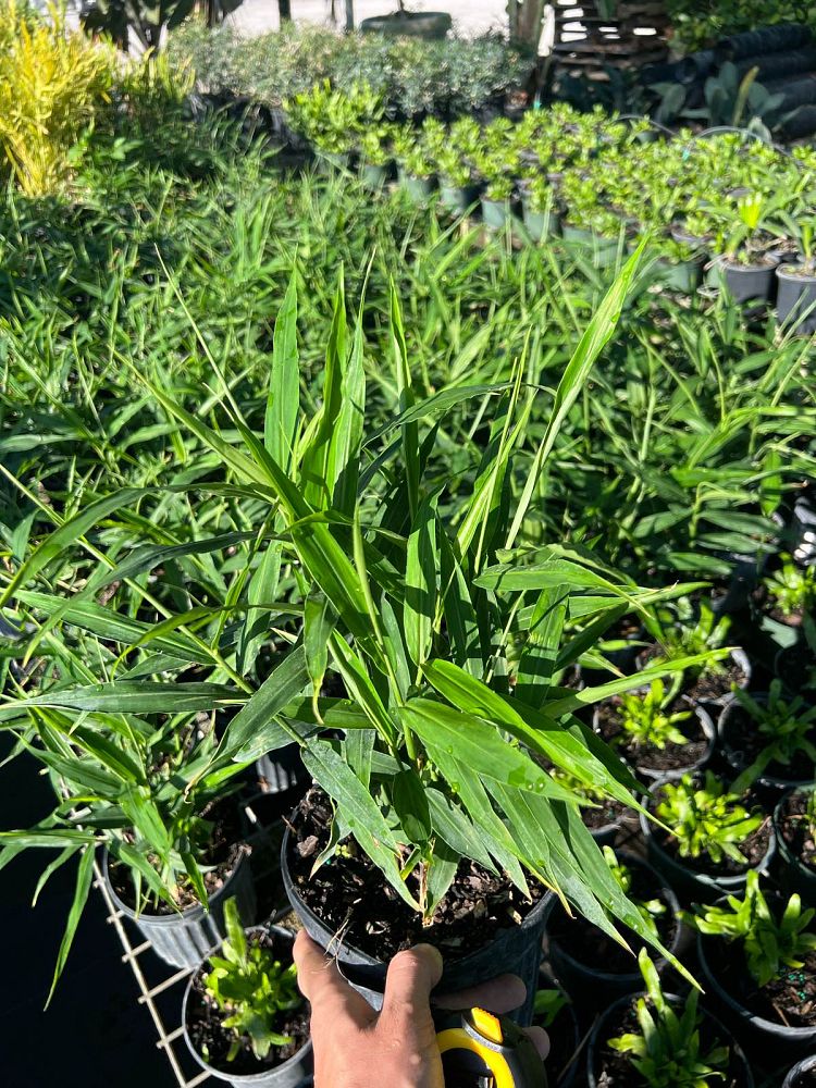 zingiber-officinale-common-edible-ginger