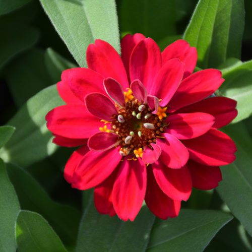 zinnia-profusion-cherry