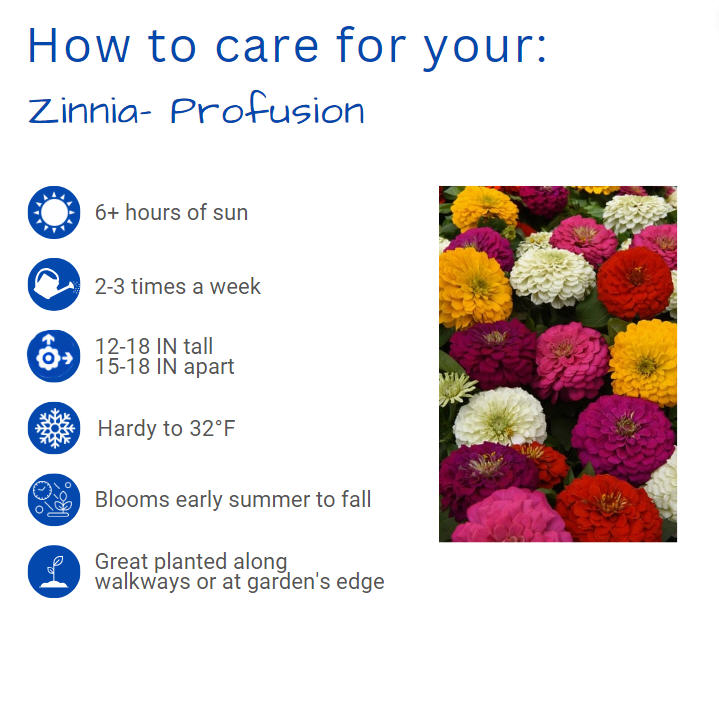 zinnia-profusion-double-fire