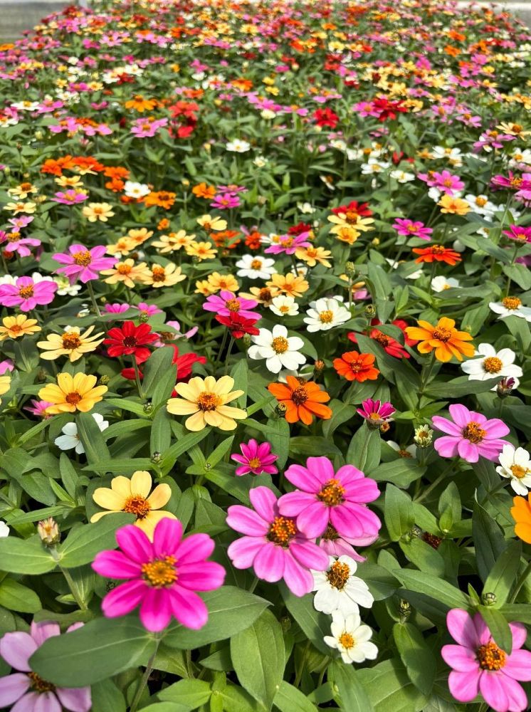 zinnia-profusion-five-color-mix