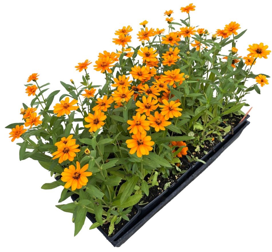 zinnia-profusion-orange