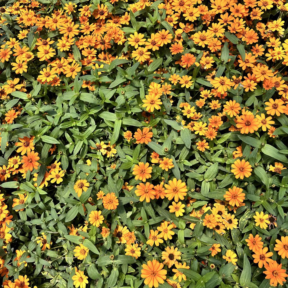 zinnia-profusion-orange