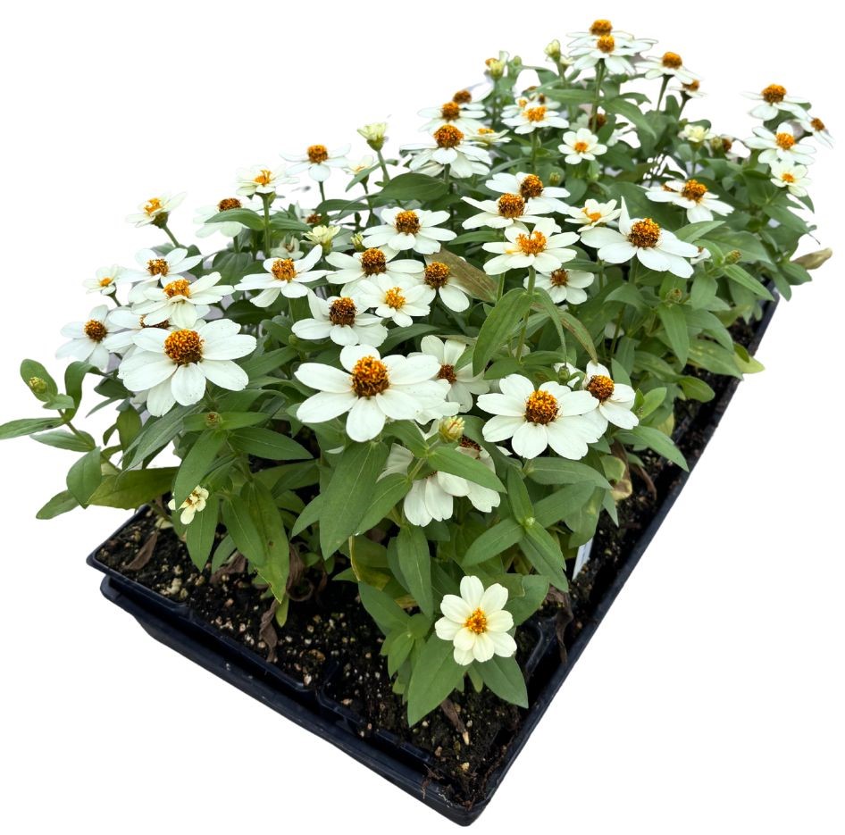 zinnia-profusion-white