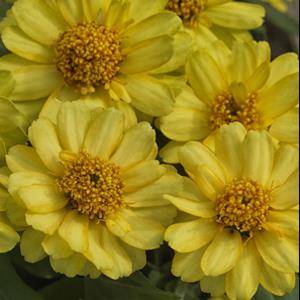 zinnia-profusion-yellow