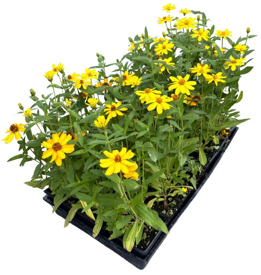 zinnia-profusion-yellow