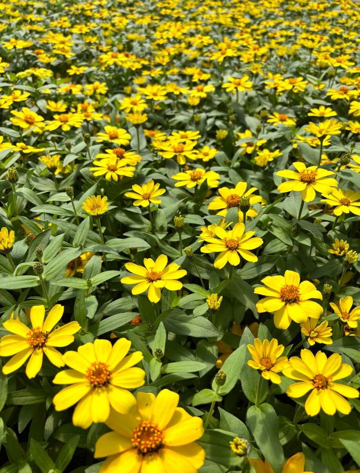 zinnia-profusion-yellow