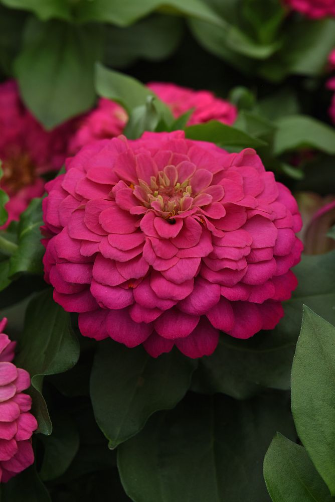 zinnia
