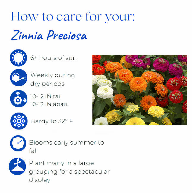 zinnia