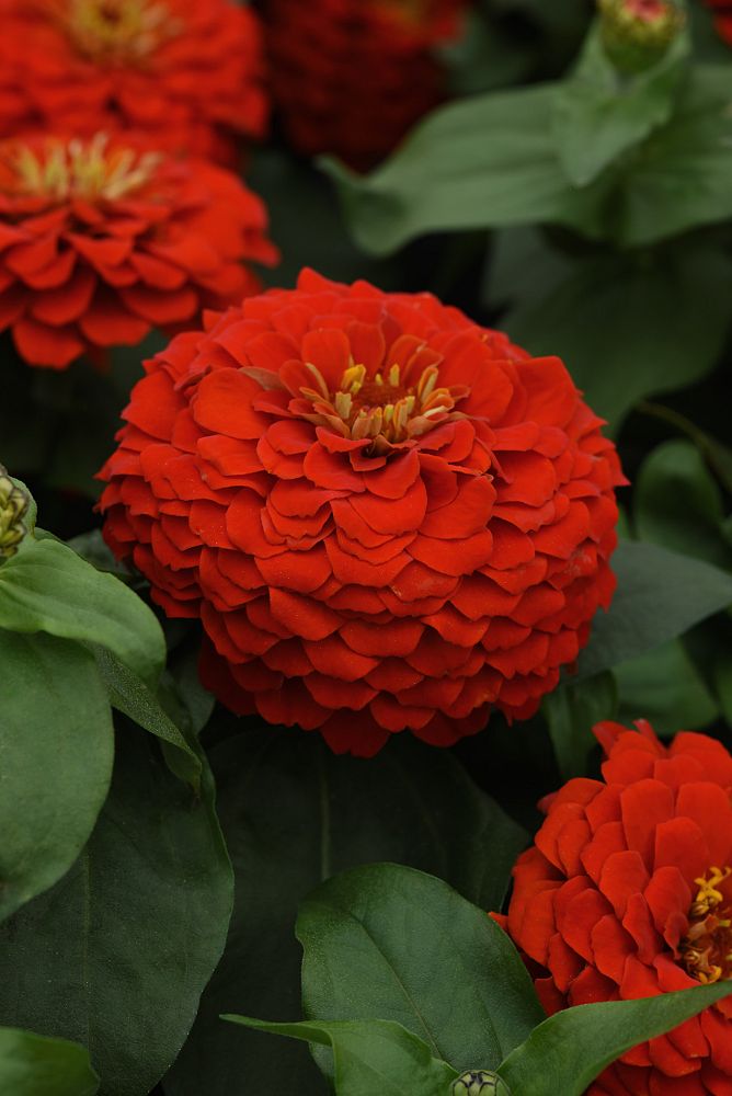 zinnia