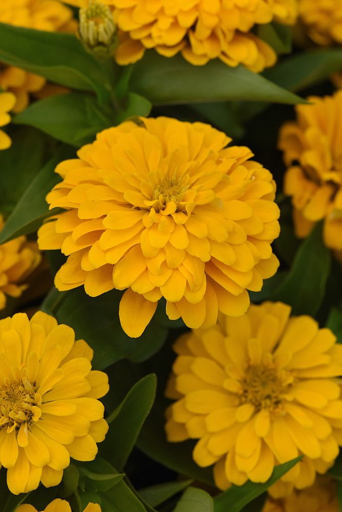 zinnia