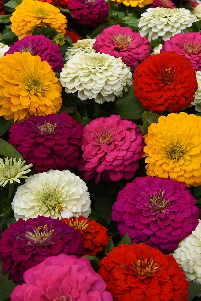 zinnia