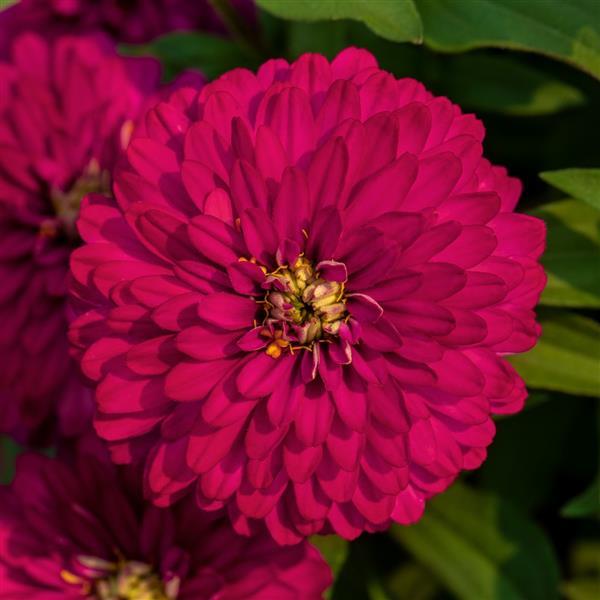 zinnia