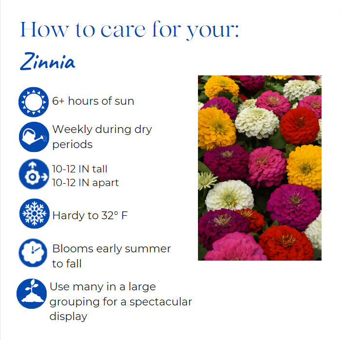 zinnia