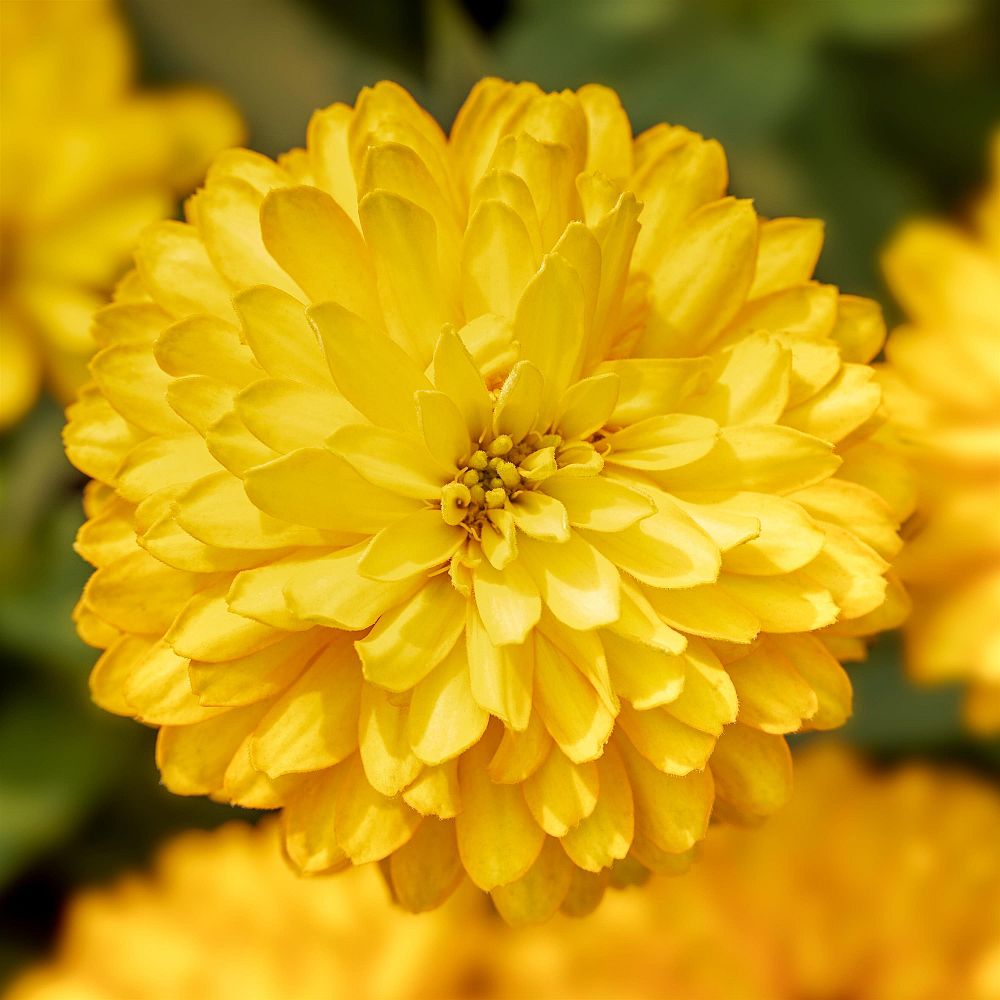 zinnia