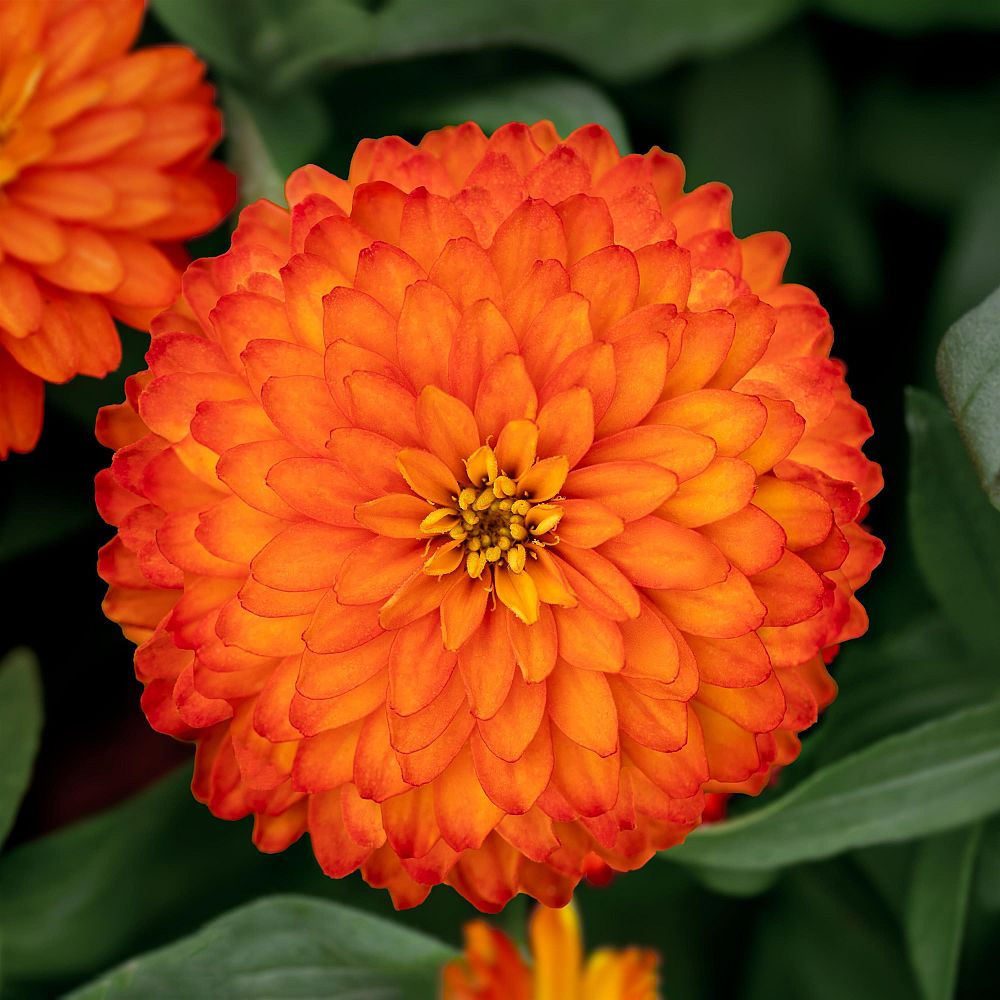 zinnia