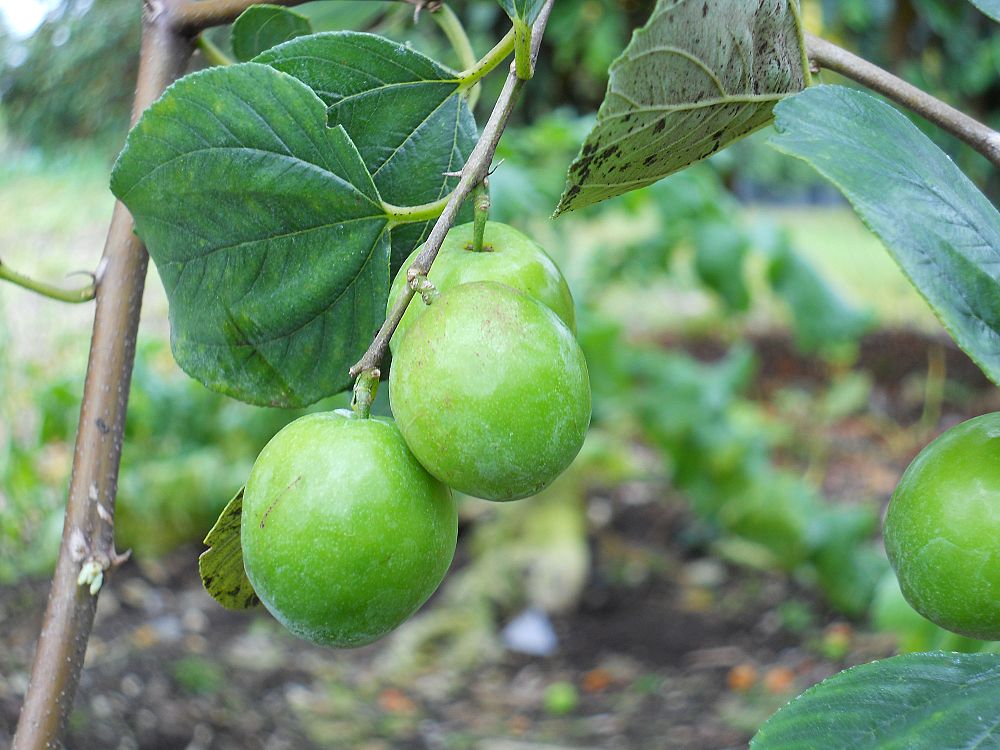 ziziphus-jujuba-jujube