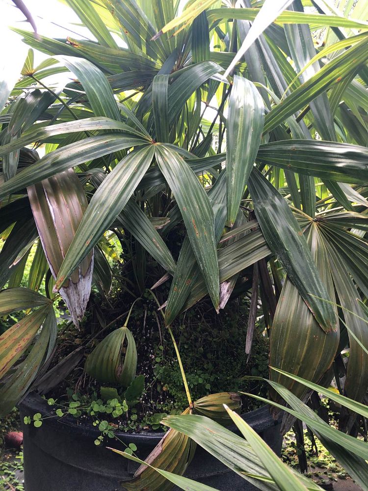 zombia-antillarum-zombi-palm