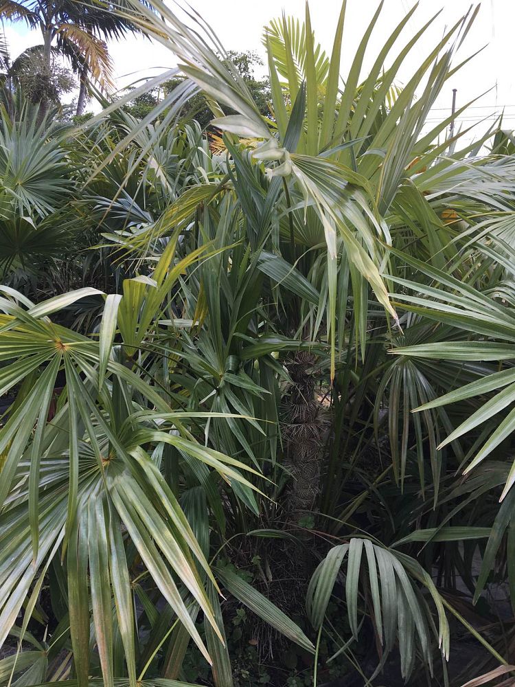 zombia-antillarum-zombi-palm