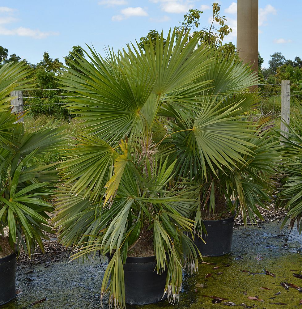 zombia-antillarum-zombi-palm