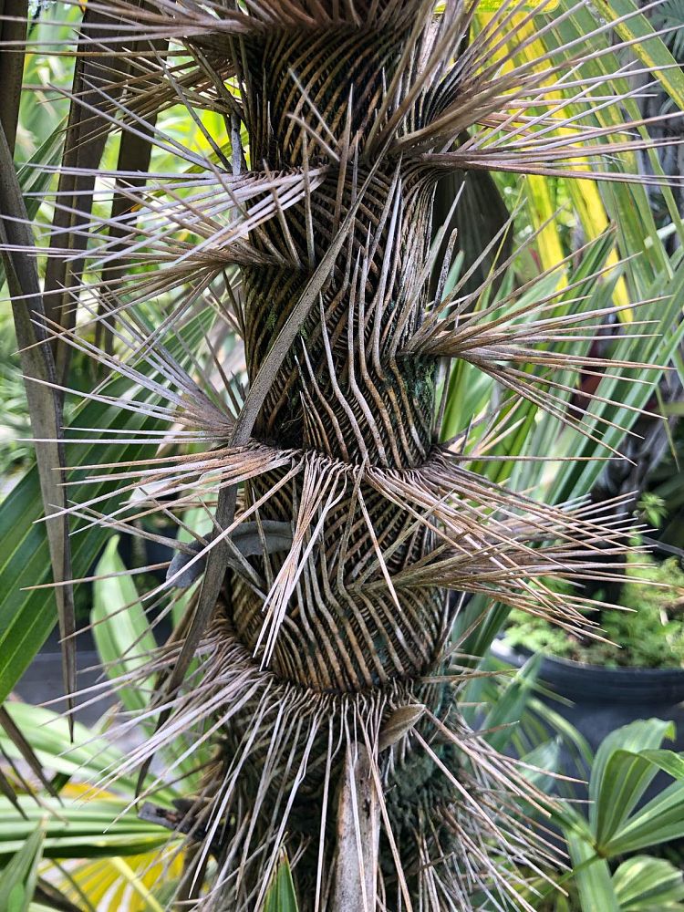 zombia-antillarum-zombi-palm