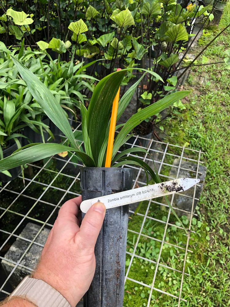 zombia-antillarum-zombi-palm