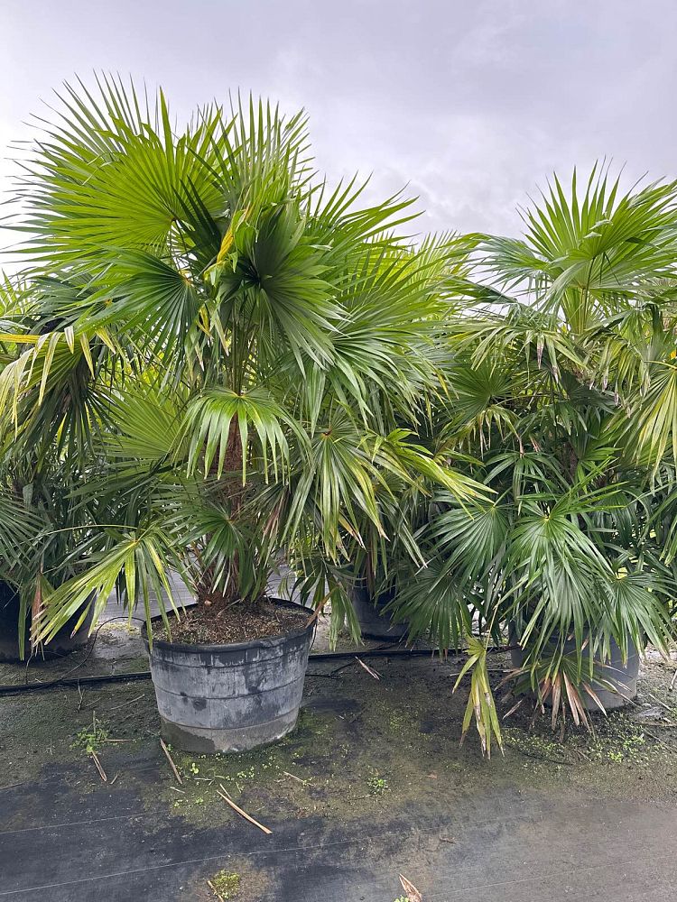 zombia-antillarum-zombi-palm