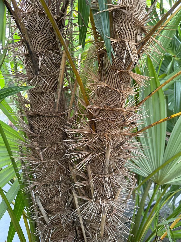 zombia-antillarum-zombi-palm
