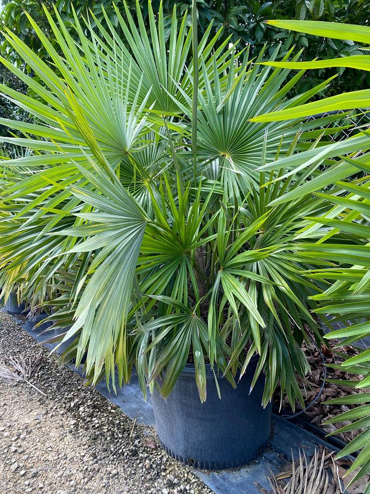 zombia-antillarum-zombi-palm
