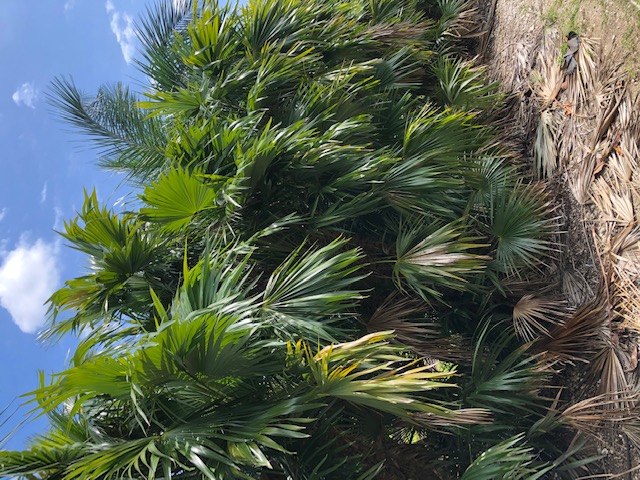 zombia-antillarum-zombi-palm