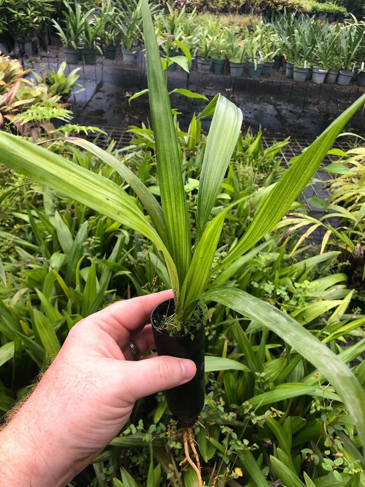 zombia-antillarum-zombi-palm