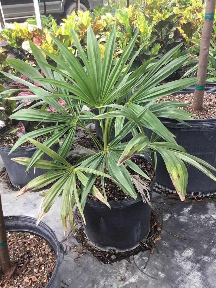 zombia-antillarum-zombi-palm