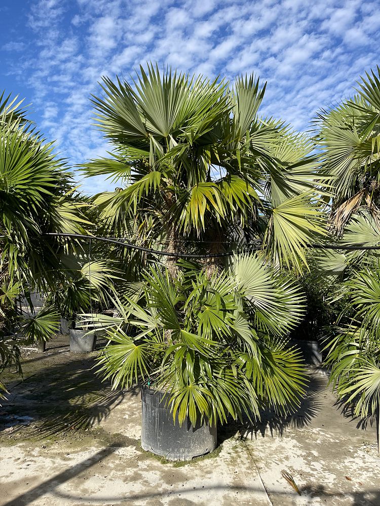 zombia-antillarum-zombi-palm
