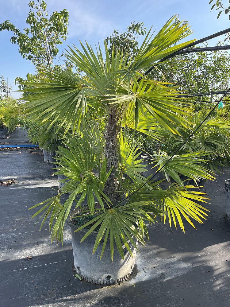zombia-antillarum-zombi-palm