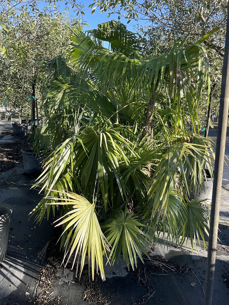 zombia-antillarum-zombi-palm