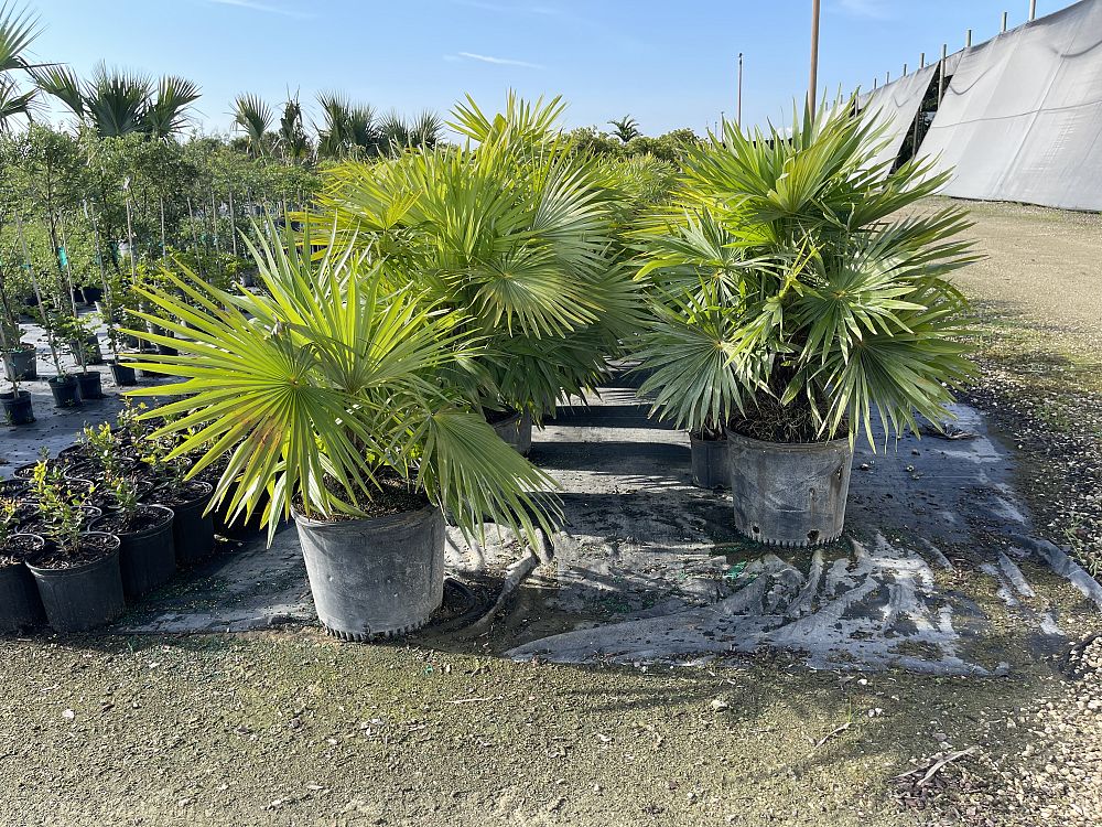 zombia-antillarum-zombi-palm
