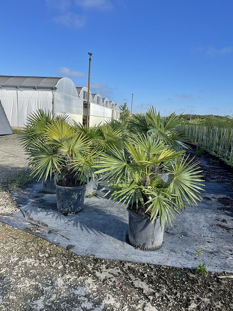 zombia-antillarum-zombi-palm