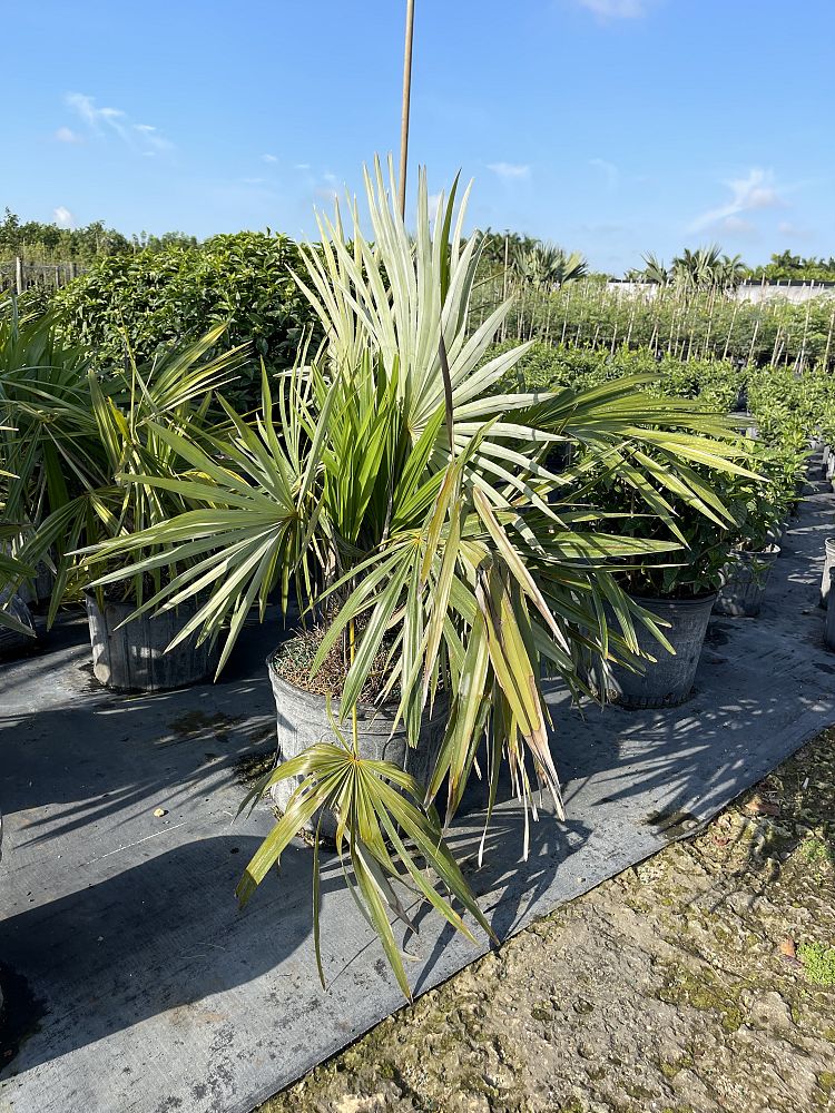 zombia-antillarum-zombi-palm