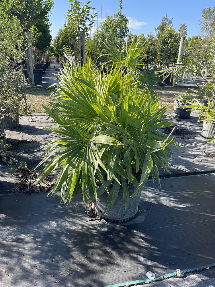 zombia-antillarum-zombi-palm