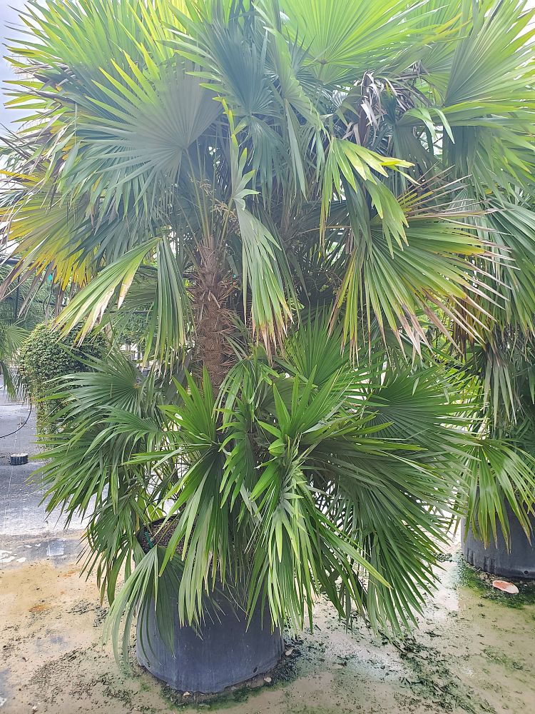 zombia-antillarum-zombi-palm
