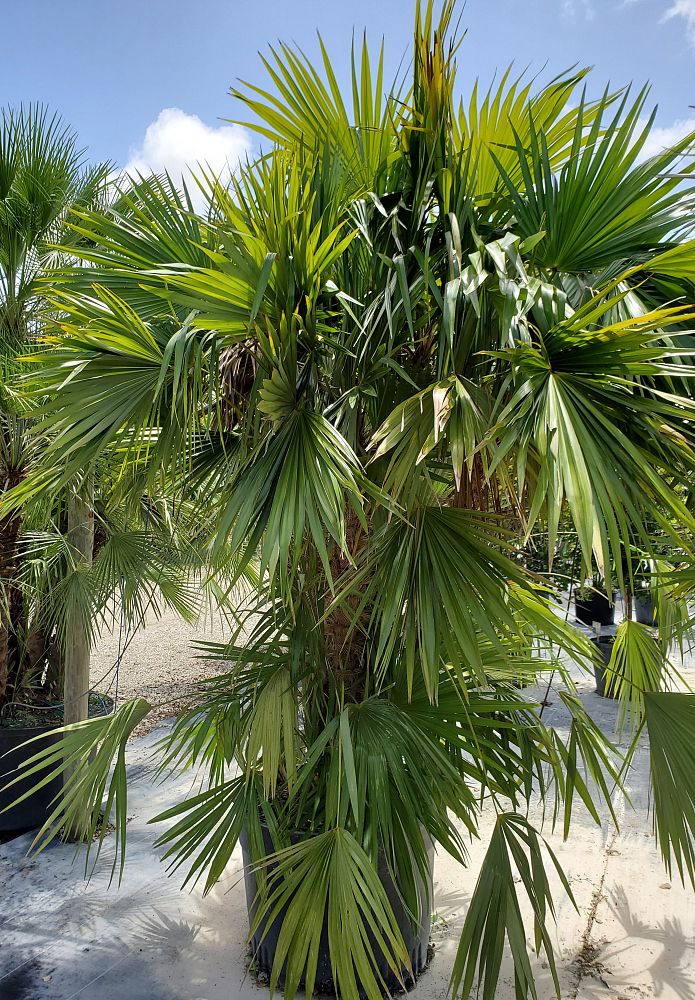 zombia-antillarum-zombi-palm