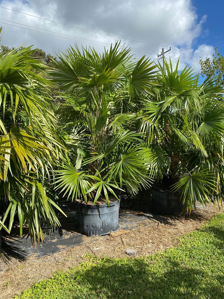 zombia-antillarum-zombi-palm