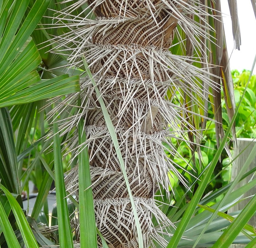 zombia-antillarum-zombi-palm
