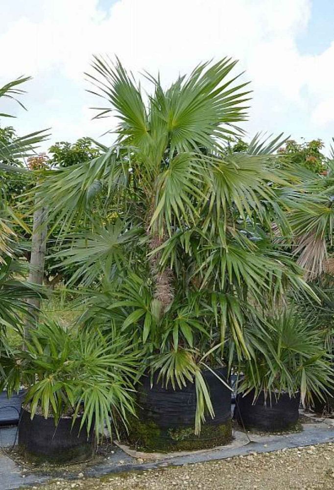 zombia-antillarum-zombi-palm
