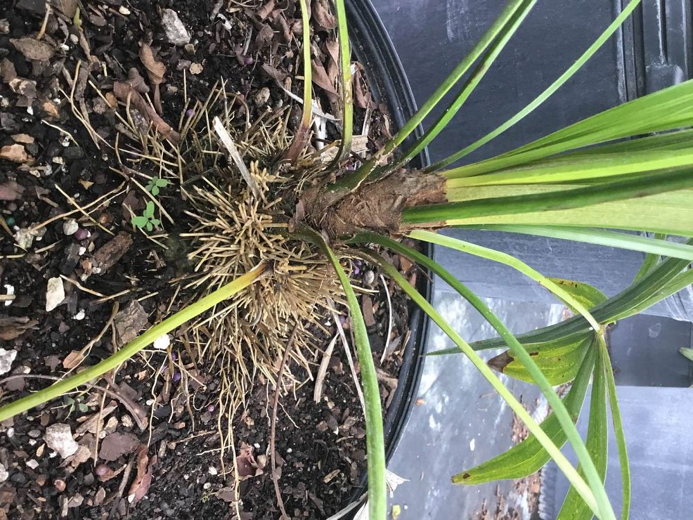zombia-antillarum-zombi-palm