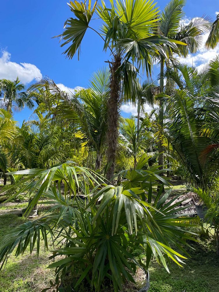 zombia-antillarum-zombi-palm
