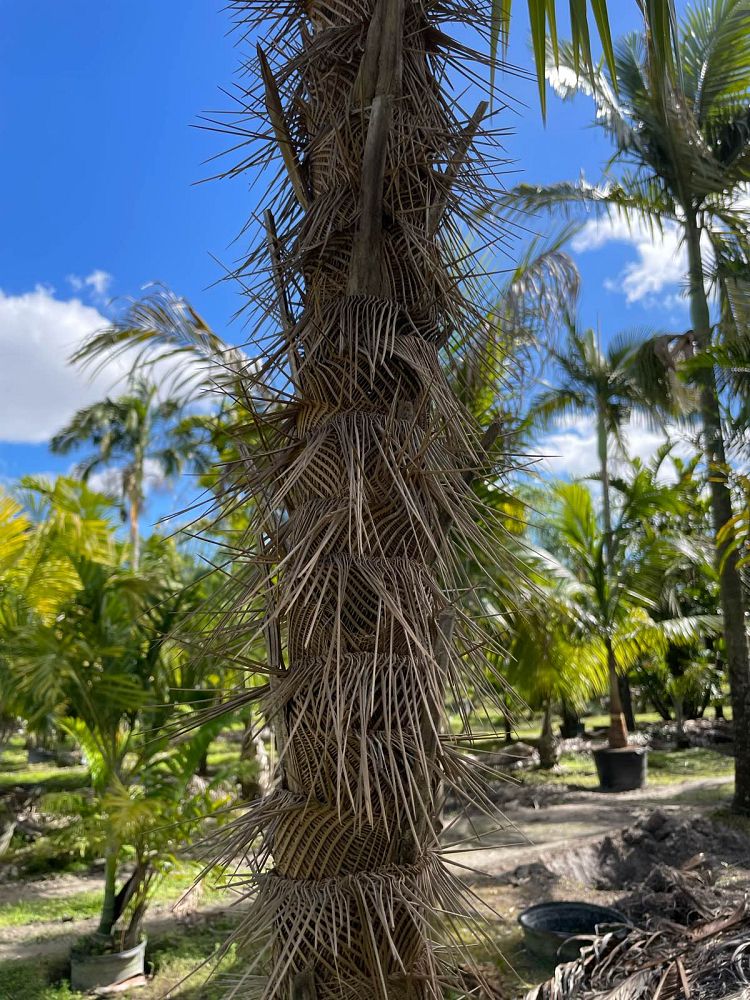 zombia-antillarum-zombi-palm