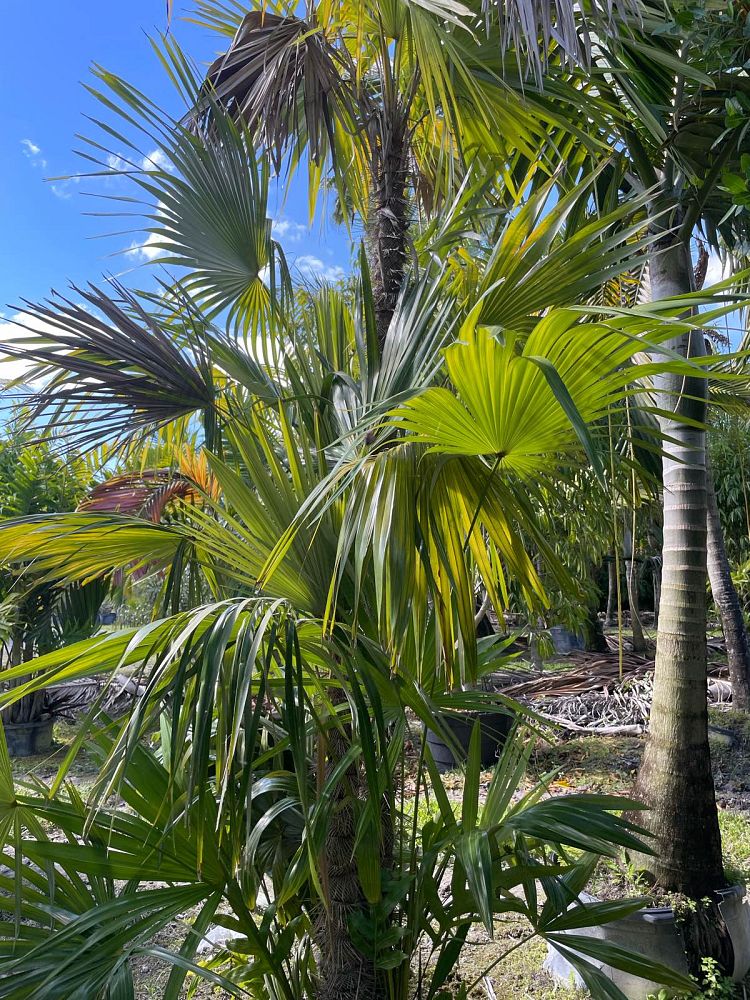 zombia-antillarum-zombi-palm
