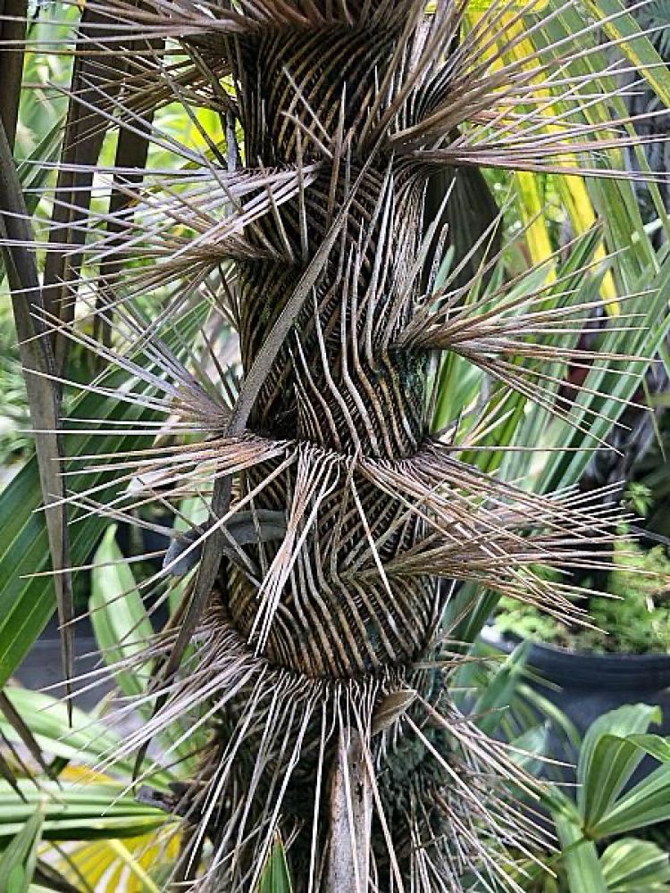 zombia-antillarum-zombi-palm