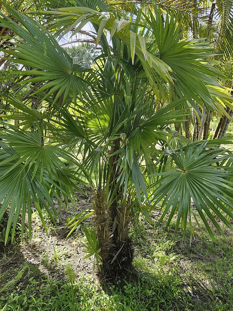 zombia-antillarum-zombi-palm